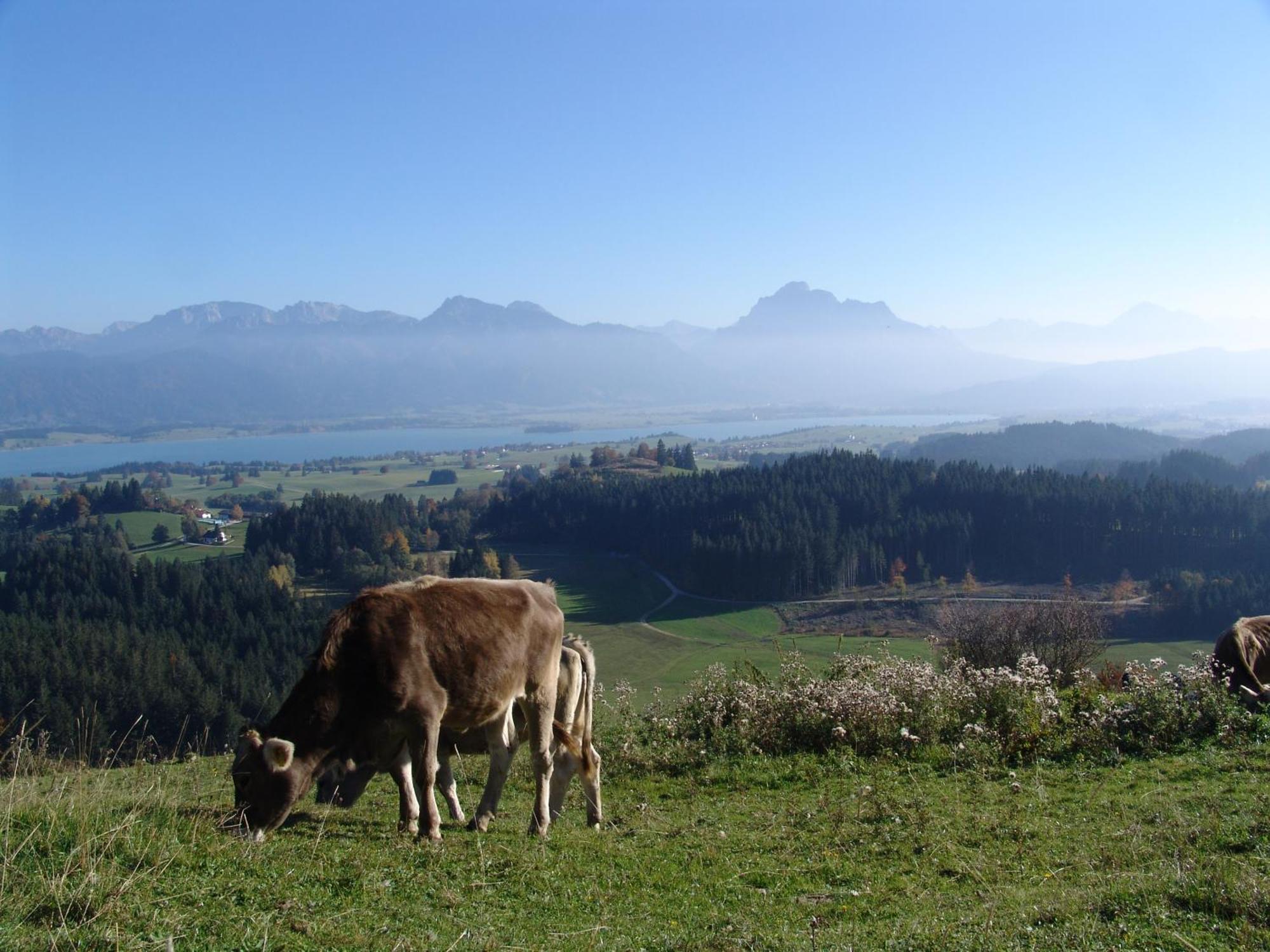 Hintere Schoene Rieden am Forggensee